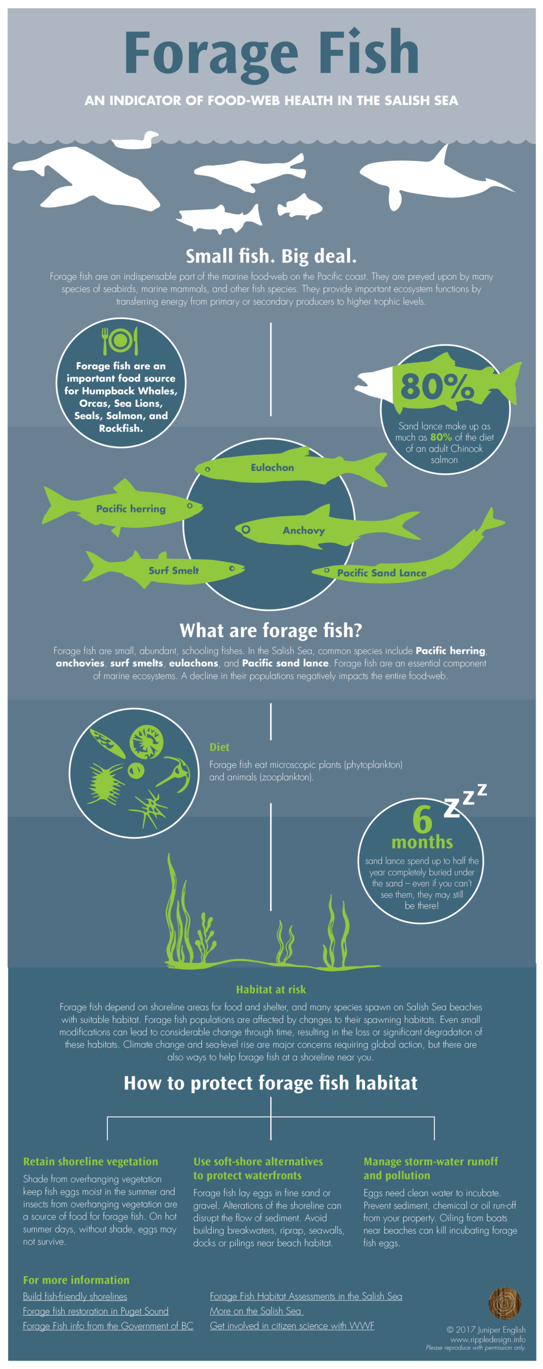 Forage Fish infographic